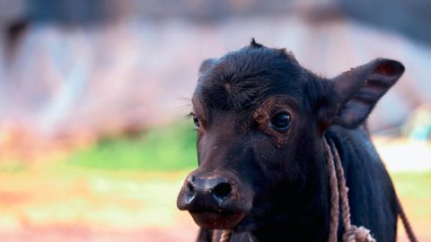
baby Buffalo in farm and resi,Indian Buffalo cattle,water buffalo grazing in green pasture,Buffalo or calf is ruminate of dry grass at cattle livestock farm,