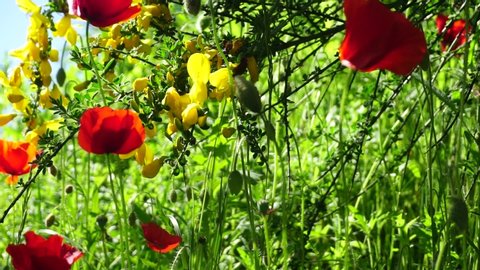 red poppy and yellow gorse blowing in the wind