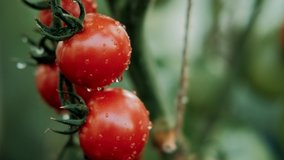 Beautiful red ripe tomatoes grown in a greenhouse, drops of water. Raw organic vegetables food fresh tomato cherry. Detox diet fresh tomato. Organic harvest in garden, farming, agriculture - Powered by Shutterstock - Get 15% off with code: PIKWIZARD15