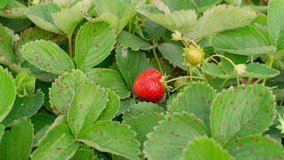 agricultural small business theme video footage. Picking ripe strawberries from a bush. Organic local farm harvest summer time. berries in the garden farm.  Fresh eco growing. Enjoy seasonal berries