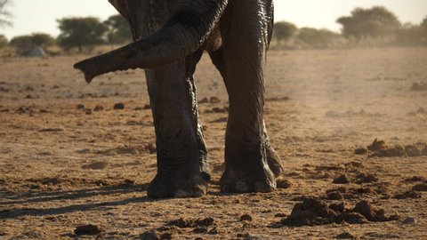 Elephant legs walking towards puddle. Tracking shot, low POV