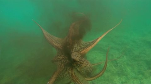 Big wild octopus swimming underwater release a cloud of black ink and octopuss escape from diver.  Octopusess at the sea. Wild Octopuses