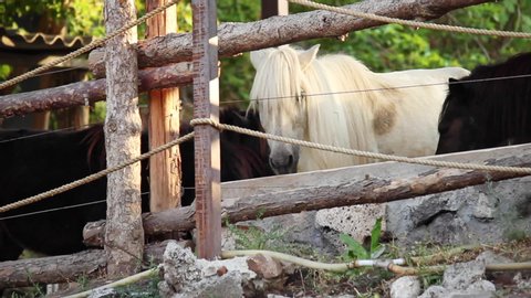 Small white and black horse walking and then stopping beside wood fence at zoo