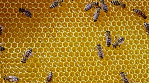 Bees family working on honeycomb in apiary. Life of apis mellifera in hive. Concept of honey, beekeeping, commercial pollinators, food producers. High quality 4k.