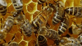 Bees swarming on honeycomb, extreme macro footage. Insects working in wooden beehive, collecting nectar from pollen of flower, create sweet honey. Concept of apiculture, collective work. 