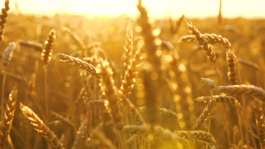 Fligth across the golden wheat field at dawn. Royalty-Free Stock Footage #1057037558