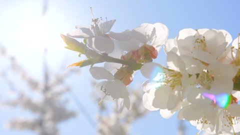 Blooming Flowers and Sun flares Spring Awakening. Camera movement along the apricot branches with a shallow depth of field.