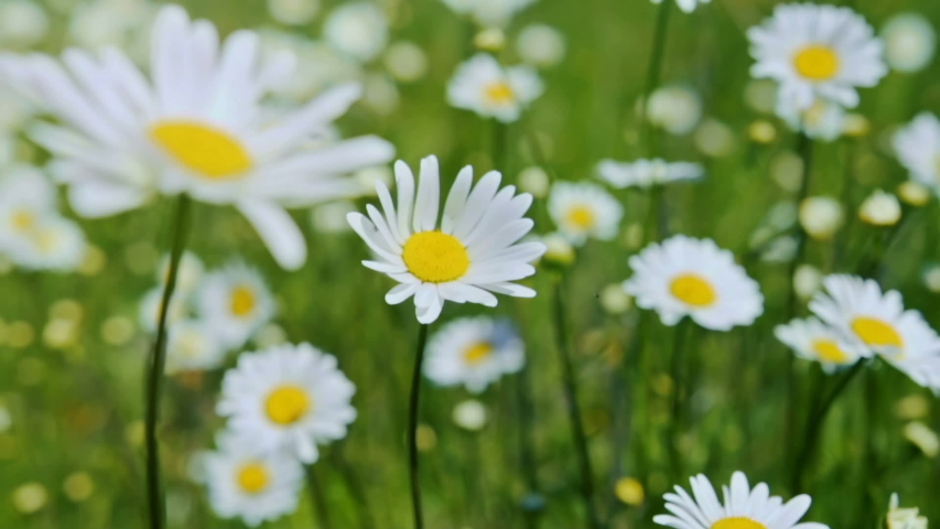 Chamomile Field Close Up View of a daisy flowers. Camera movement along the meadow with a shallow depth of field. Royalty-Free Stock Footage #1057037579
