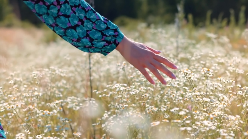 Beautiful Girl On Meadow.Sun Through Hands.Girl Relax On Morning.Woman Walking On Summer Field.Woman Hands Close Up Touches Flowers.Hand Touches Grass In Wild Field.Female Enjoying Nature At Sunrise. | Shutterstock HD Video #1057037948
