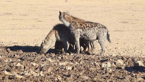 Three Spotted Hyenas drink muddy water in the Kalahari Desert