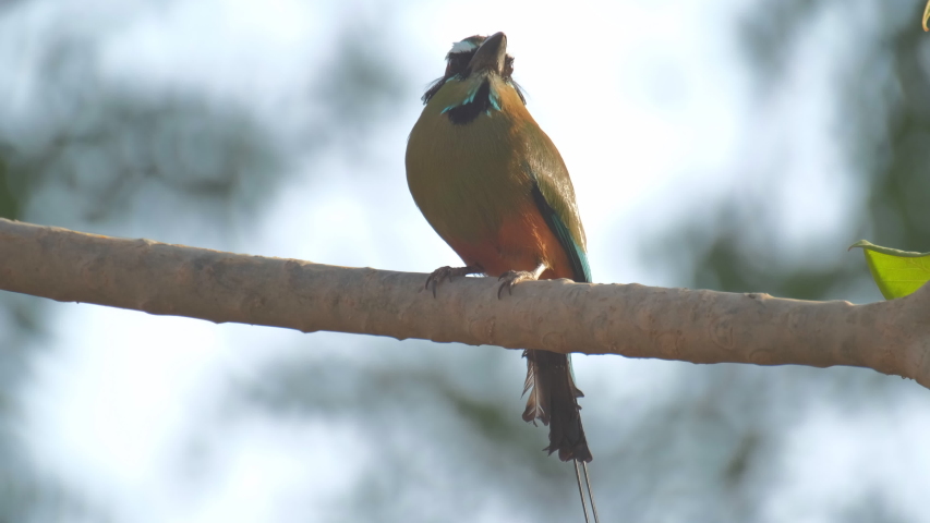 Turquoise browed motmot (Eumomota superciliosa) also known as Torogoz sits on the tree branch in Costa Rica