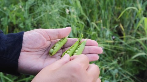 Harvesting young green peas. A woman Farmer in a field with her hands plucks pods of young green peas from a branch.