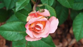 Bush of blooming pink peony rose