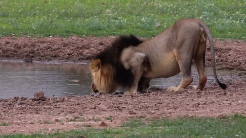 Male African Lion crouches at watering hole to drink some water