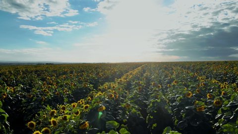 Flight over the sunflower field in sunset