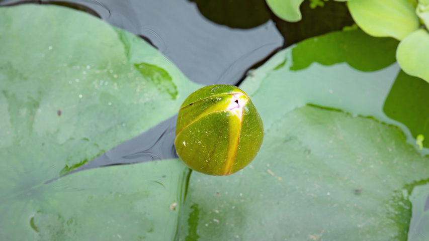 4K Time lapse of pink Water Lily flower opens . Nymphaea blooming in pond is surrounded by leaves. Time-lapse of beautiful Lotus with reflection in lake.  Royalty-Free Stock Footage #1057054283