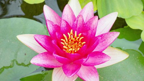 4K Time lapse of pink Water Lily flower opens . Nymphaea blooming in pond is surrounded by leaves. Time-lapse of beautiful Lotus with reflection in lake. 