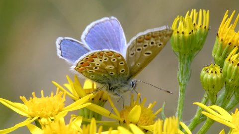 Close Up movie of Common Blue butterfly on yellow flowers. His Latin name is Polyommatus icarus.