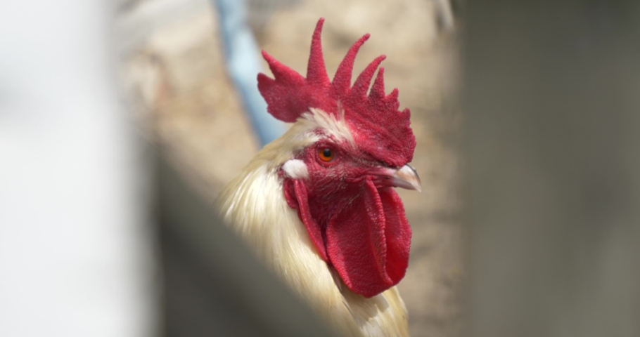 Attentive, organic white rooster with red crest watchful through fence gaps.