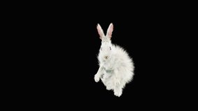Rabbit Jamping CG fur, 3d rendering, animal realistic CGI VFX, composition 3d mapping, cartoon, Included in the end of the clip with Alpha matte.