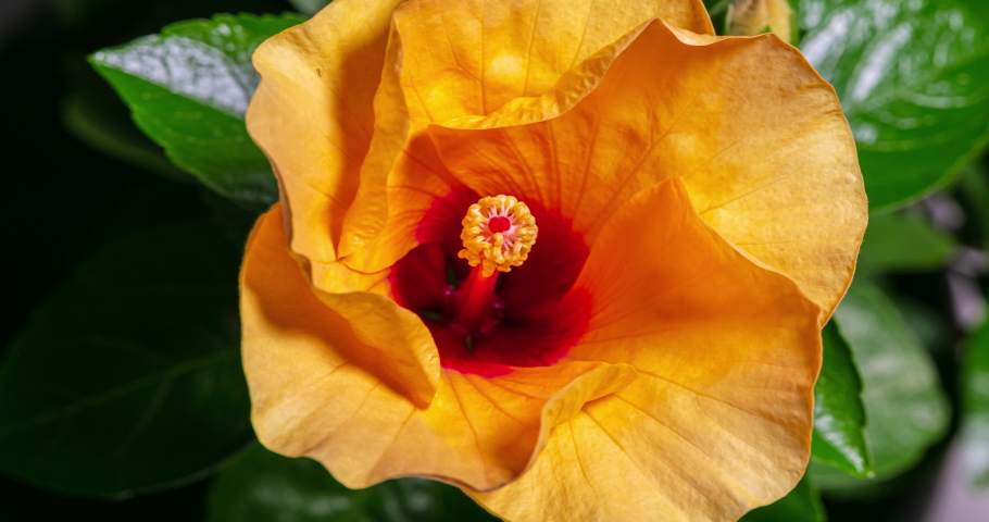 A hibiscus flower blooms. The bud opens and blooms into a large orange yellow flower. Time lapse of a blooming hibiscus flower. Detailed macro time lapse of a blooming flower. Hibiscus bloom Royalty-Free Stock Footage #1057060520