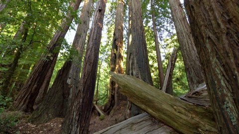Cinematic tracking shot of coastal redwoods at Big Basin State Park in California