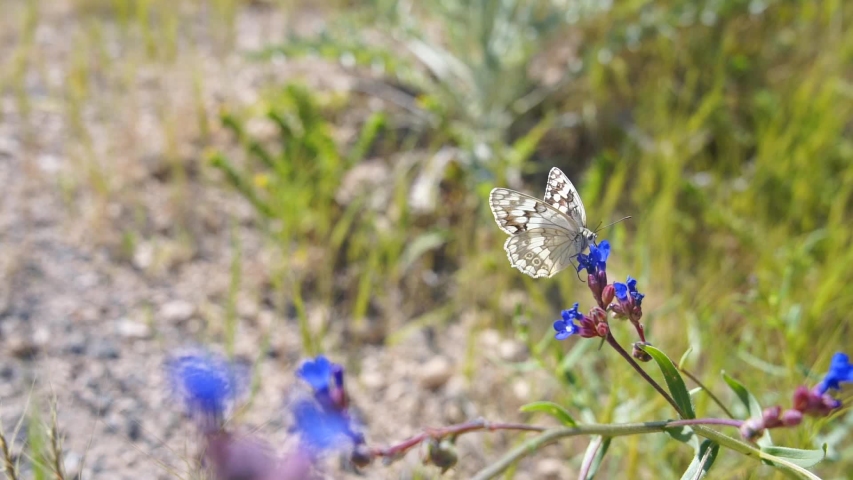 Beautiful butterfly sits on blue purple wildflower, drinking nectar. Slow motion. Cappadocia, turkey | Shutterstock HD Video #1057061180