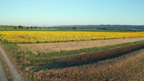 aerial photography drone shot, flying over a large sunflower field in the soft and early morning light, wide shot with horizon, flying low and very slow over bright yellow sunflowers