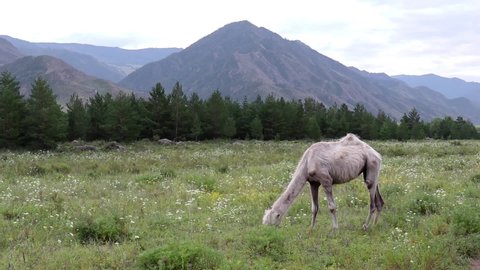 One young camel grazes on a flowering meadow on a cloudy day. Mountainous area in the Altai Republic.