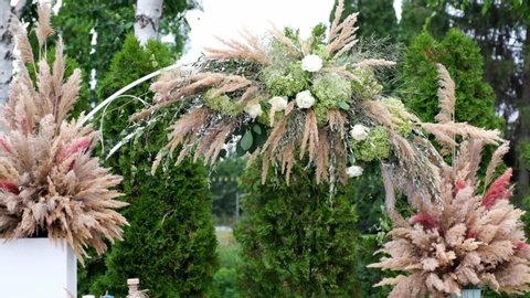 Pampas grass. The grass sways in the wind. plants move slowly in the wind. slow motion. Wedding decor, style 2020