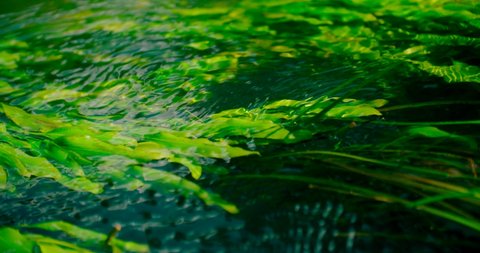 Water plants floating refracted under the clean water surface. Abstract scenery of the mountain river.