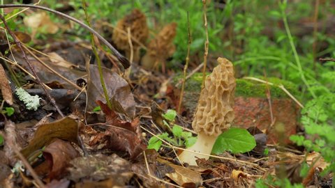 Three morel mushroom picked by male hand in forest, day
