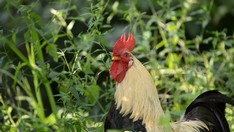 domestic rooster singing at the natural farm in the forest.