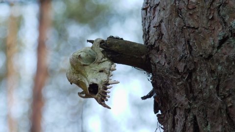 Skull of a dog on a broken tree branch.