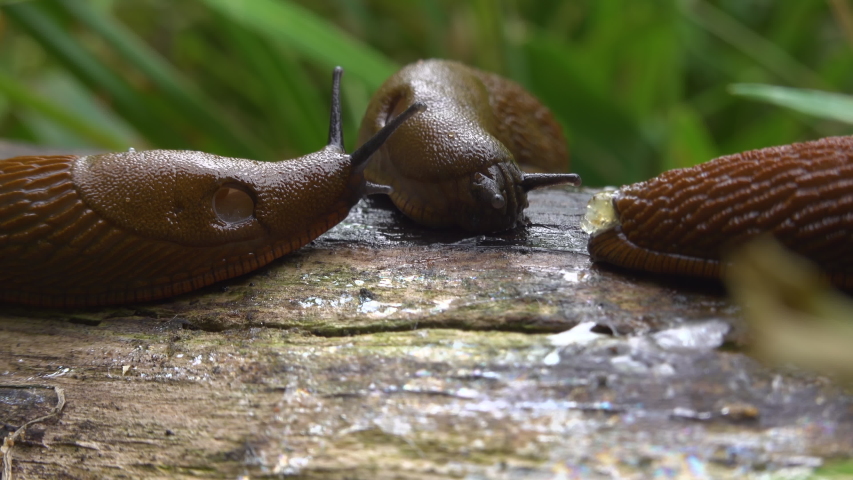 Close up view of common brown Spanish slug on wooden log outside. Big slimy brown snail slugs crawling in the garden
 Royalty-Free Stock Footage #1057069631