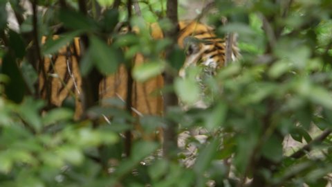 tiger spots you through the forest slow motion