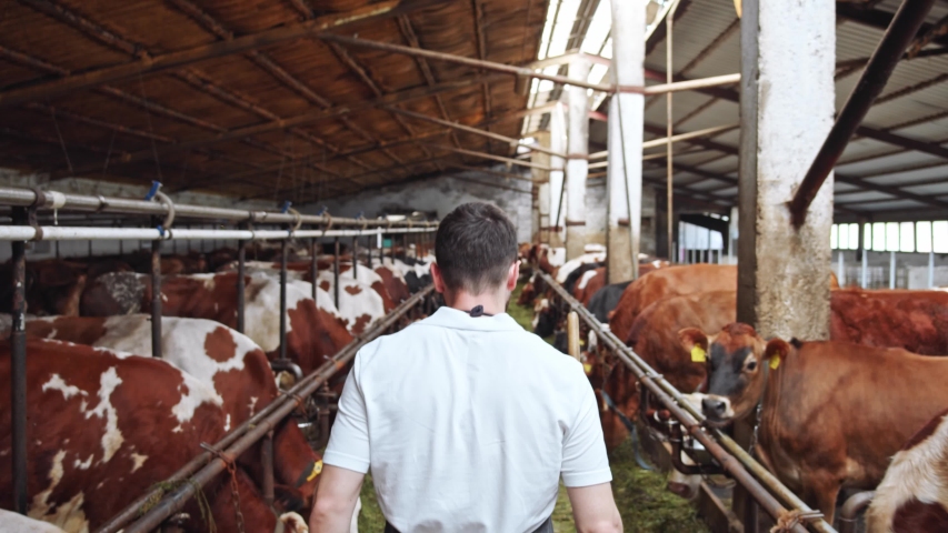 Back of young farmer walking along cows line eating grass on farm (cowshed barn). Man checking work. Livestock farmers insurance. Summer sunshine rises. Organic nutrition. Healthy lifestyle. 4K | Shutterstock HD Video #1057083035