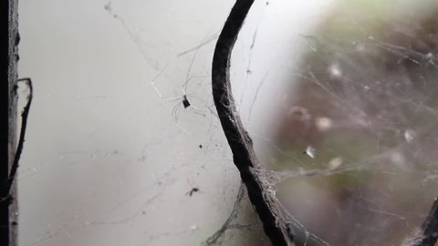 CLOSE UP, Small Long Legged Spider Working To Repair Spiderweb