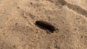 small brown caterpillar crawls on the sand, video, close-up. High quality footage