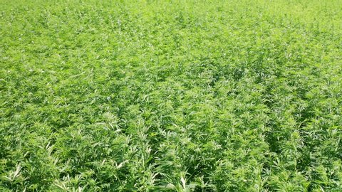 aerial photography drone shot, flying backwards over a cannabis drug field with many hemp plants, starting with a close up flying higher into a wide shot, plants moving in the wind