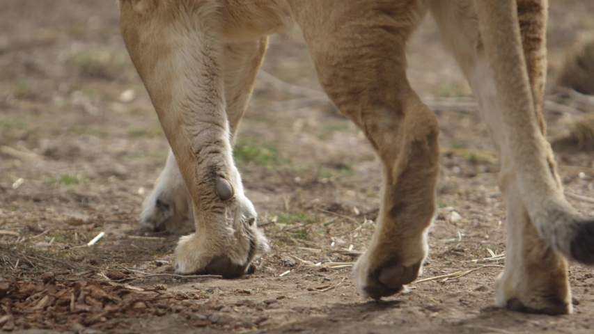 Lion paws walking in dirt slow motion | Shutterstock HD Video #1057094573