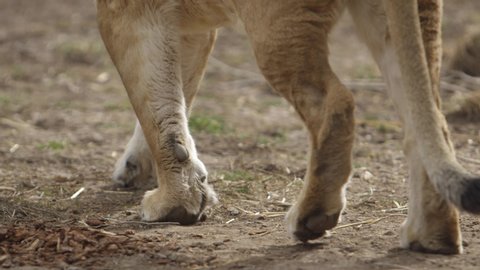 Lion paws walking in dirt slow motion