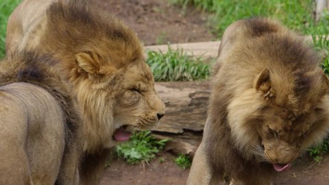 lion brothers yawning slow motion