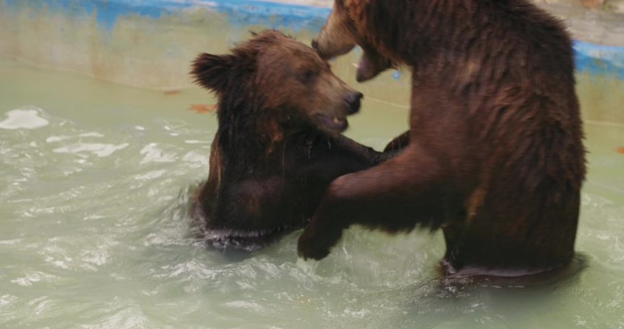 Close up of two naughty brown bears playing a fighting in the pond playing water at summer day