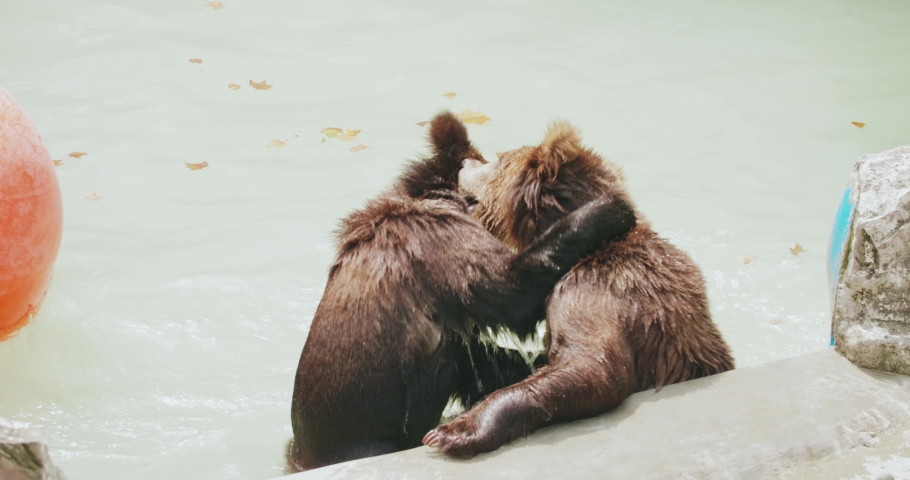 Close up of two naughty brown bears playing a fighting in the pond playing water at summer day