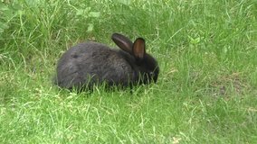 Adorable rabbit eating grass on a sunny day in nature 