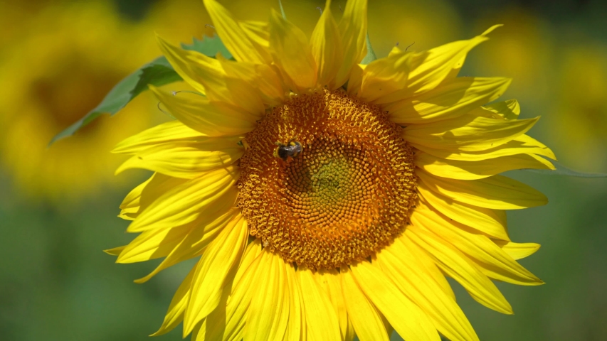 Bumblebee on Sunflower head with other Sunflowers out of focus in the background. Hertfordshire, England. UK