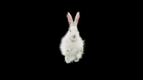 Rabbit Running CG fur, 3d rendering, animal realistic CGI VFX, composition 3d mapping, cartoon, Included in the end of the clip with Alpha matte.