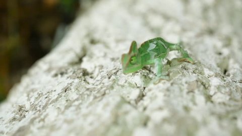 a shedding chameleon climbing