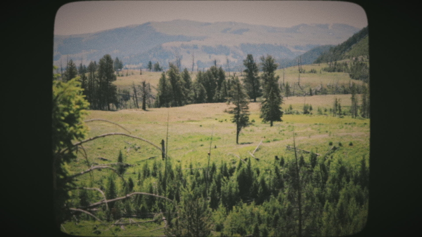 Brown bear walking in the distance in Yellowstone National Park. Vintage Film Look.